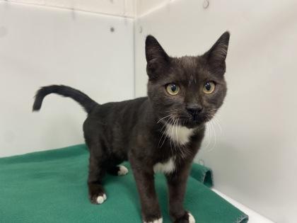 Enlarge Fish Stick, a Adoptable Domestic Short Hair in Boulder, CO image 2/3