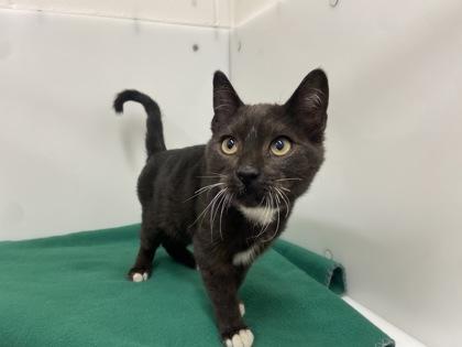 Enlarge Fish Stick, a Adoptable Domestic Short Hair in Boulder, CO image 3/3