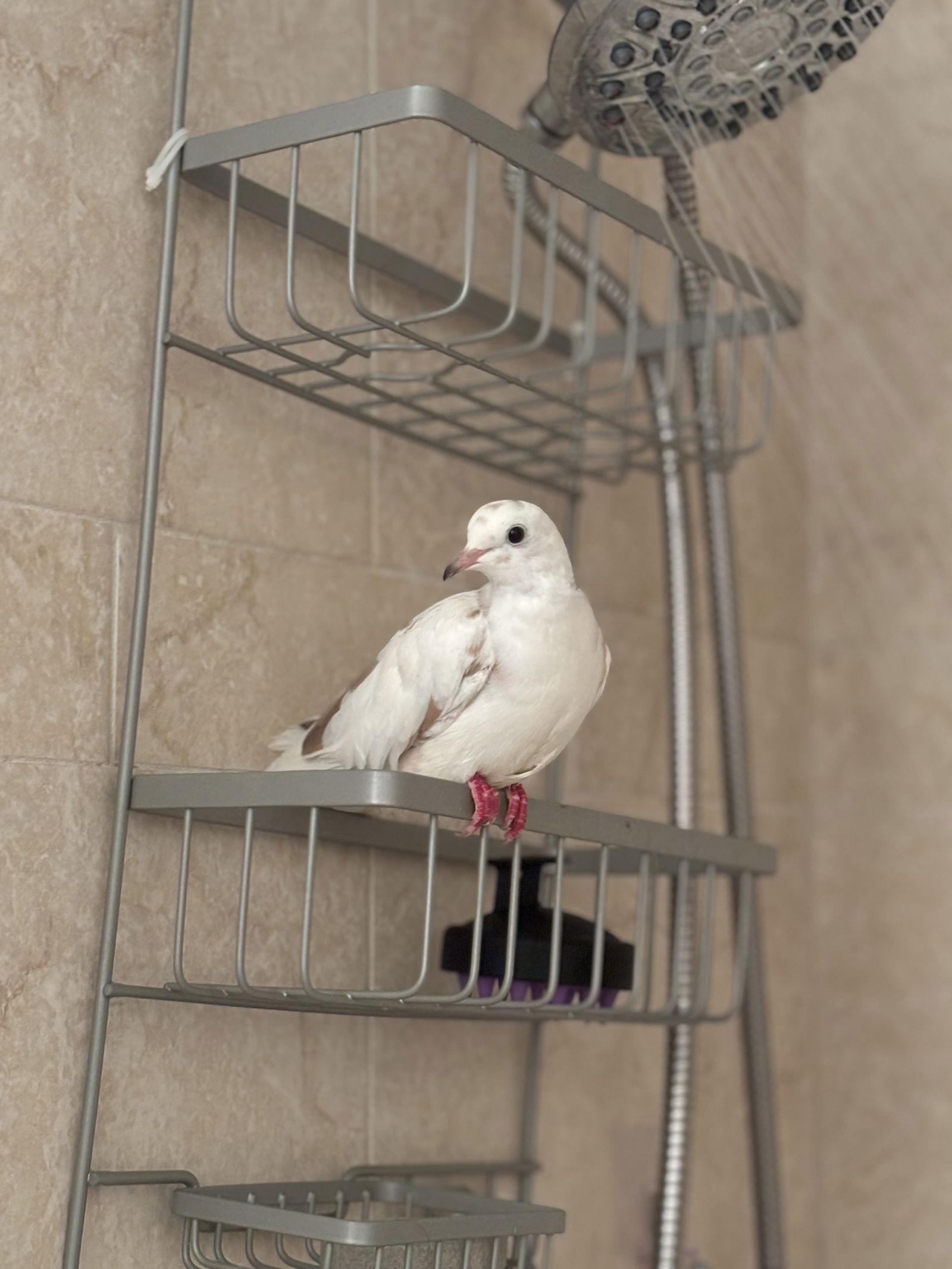 Lucille, Adoptable, Young Female Dove & Ringneck / Psittacula.