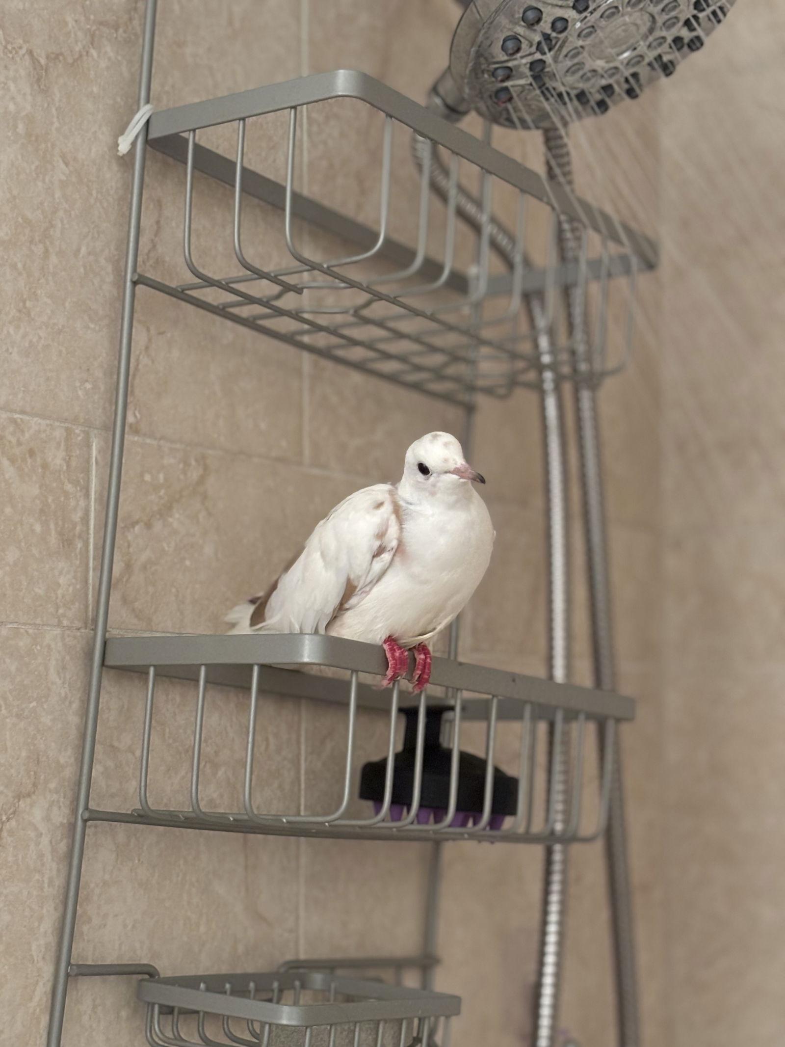 Lucille, a Adoptable mixed breed in Aurora, IL image 2/2