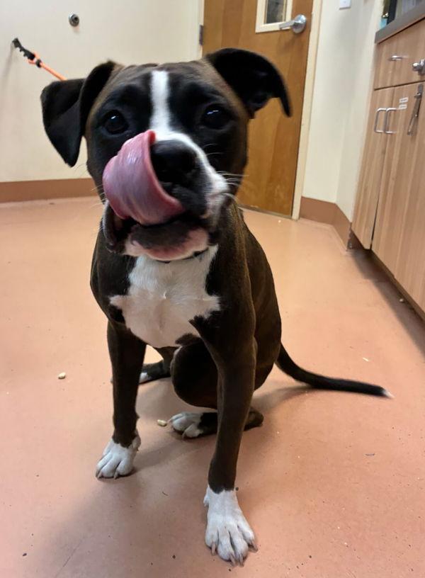 Enlarge Benny, a Adoptable mixed breed in Kennewick, WA image 1/1
