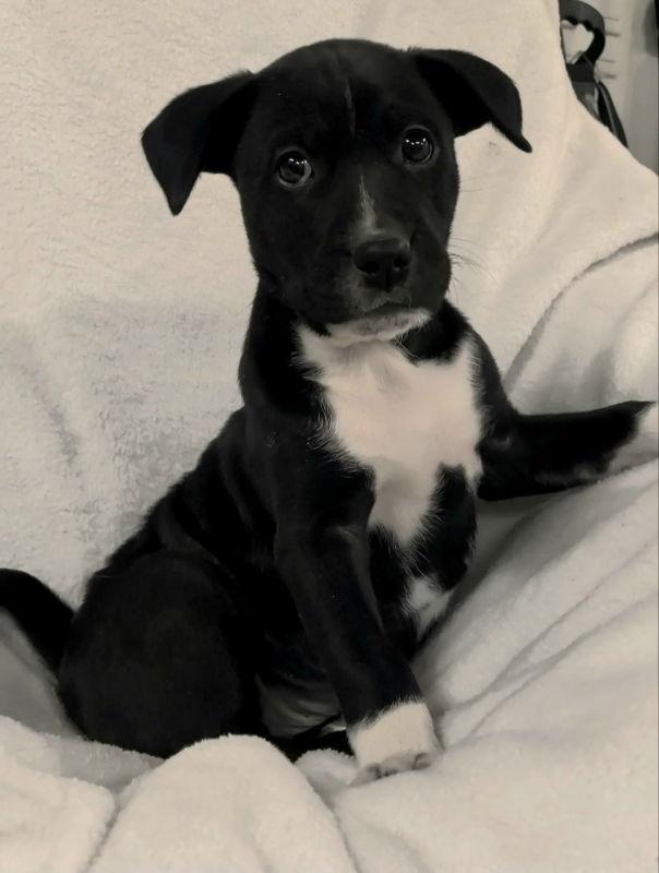 Lucky, Adopted, Young Male Mixed Breed.