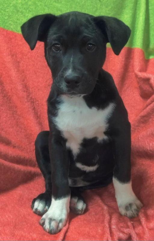 Enlarge Lucky, a Adopted Mixed Breed in House Springs, MO image 2/3