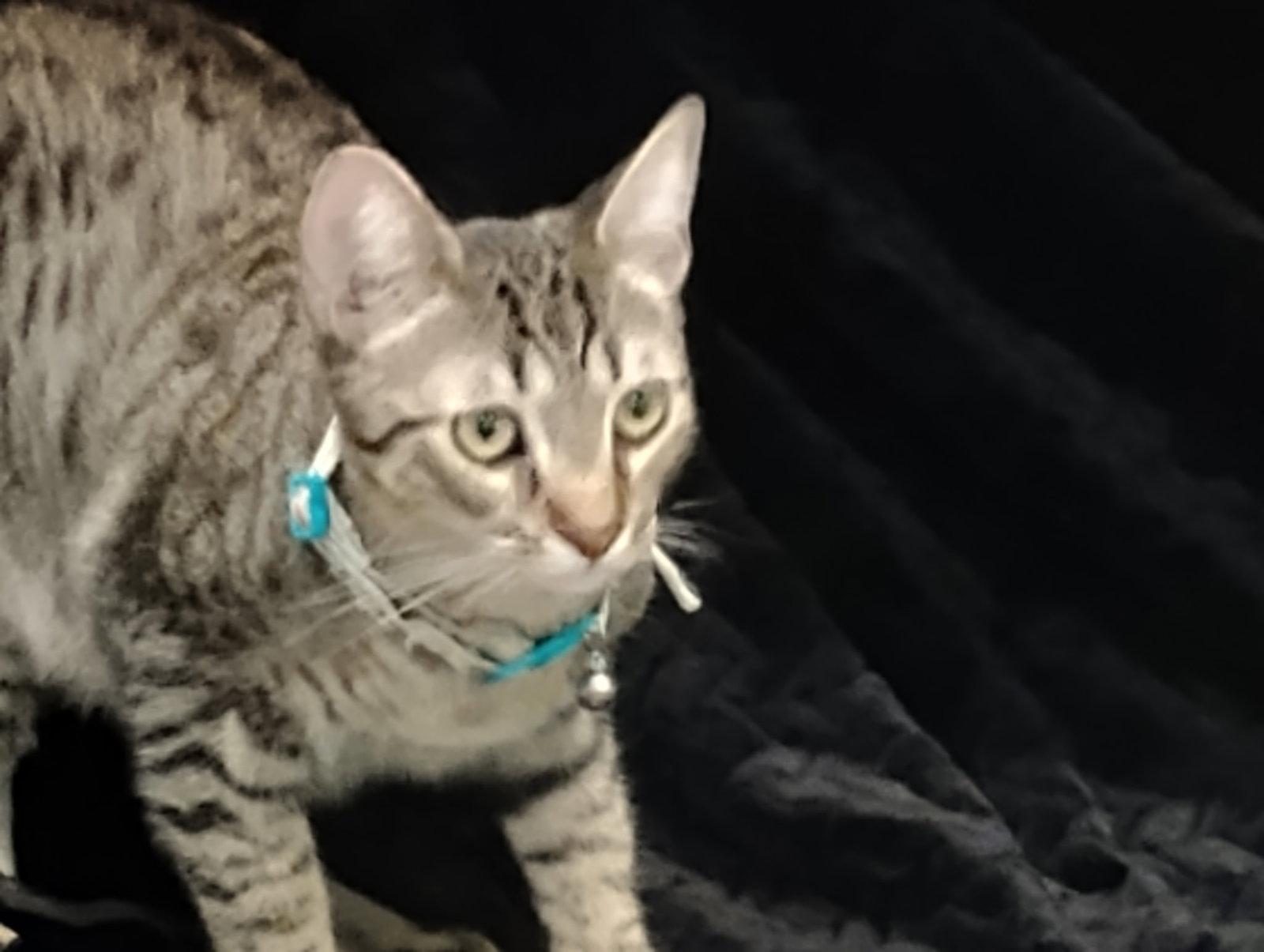 Enlarge Milo, a Adoptable Tabby in Glendale, AZ image 1/3