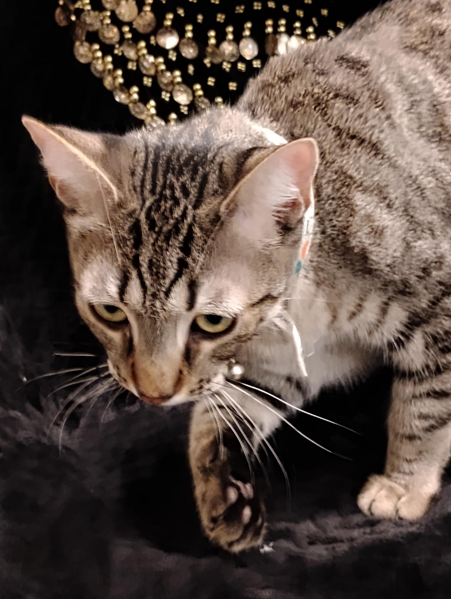 Enlarge Milo, a Adoptable Tabby in Glendale, AZ image 2/3
