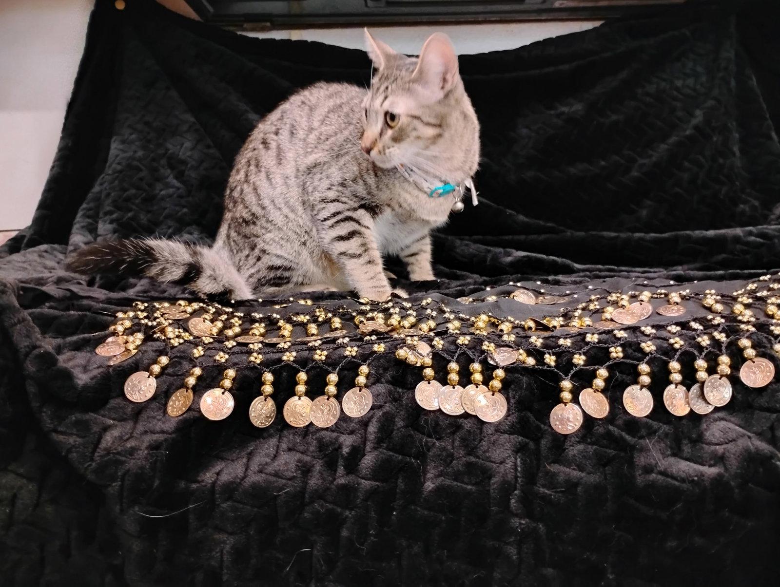 Enlarge Milo, a Adoptable Tabby in Glendale, AZ image 3/3
