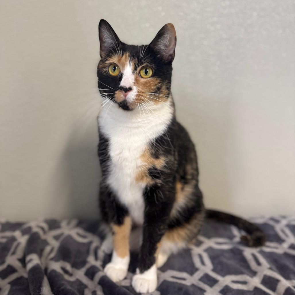 Enlarge Andromeda, a Adoptable Domestic Short Hair in Brownsboro, AL image 1/6