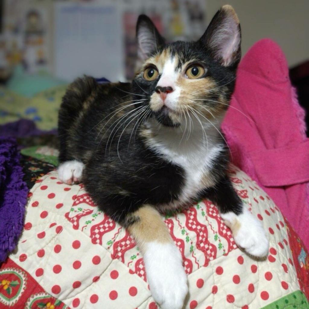 Enlarge Andromeda, a Adoptable Domestic Short Hair in Brownsboro, AL image 2/6