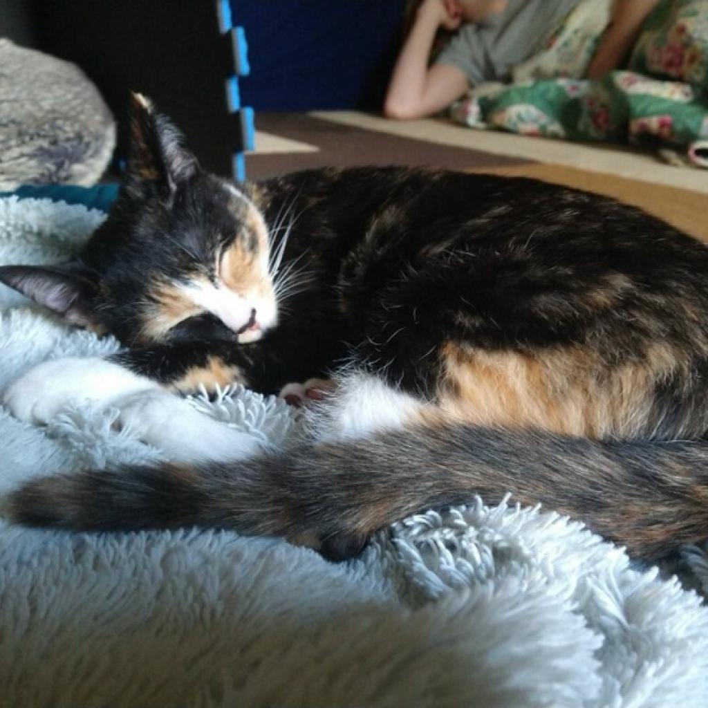 Enlarge Andromeda, a Adoptable Domestic Short Hair in Brownsboro, AL image 3/6