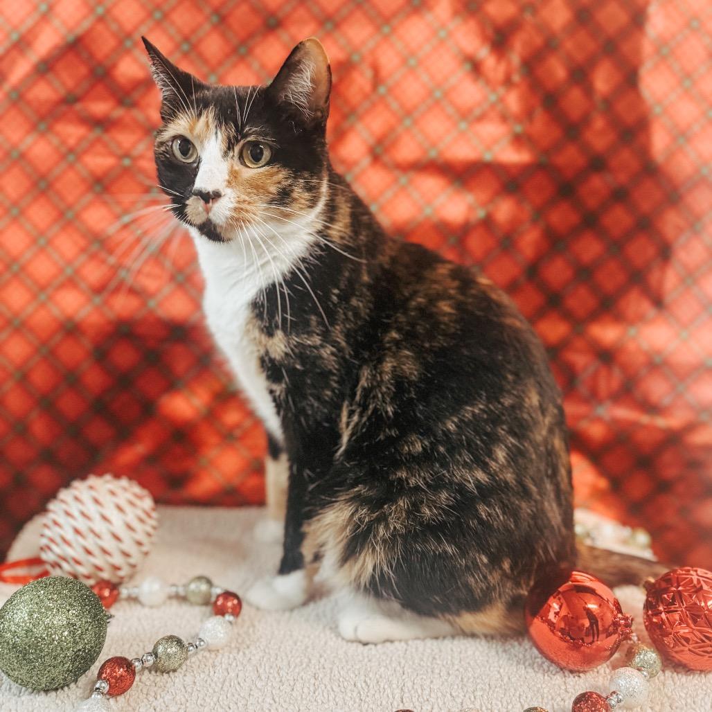 Enlarge Andromeda, a Adoptable Domestic Short Hair in Brownsboro, AL image 5/6