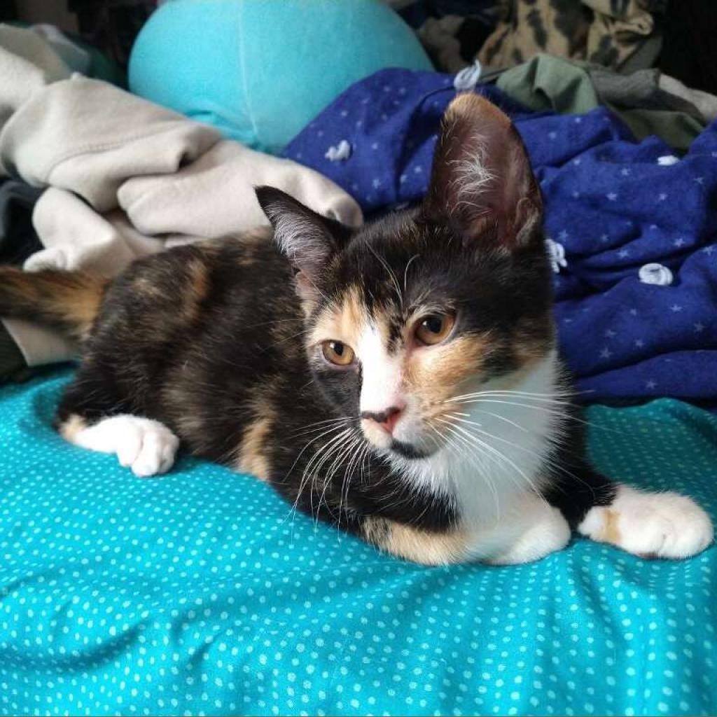 Enlarge Andromeda, a Adoptable Domestic Short Hair in Brownsboro, AL image 6/6