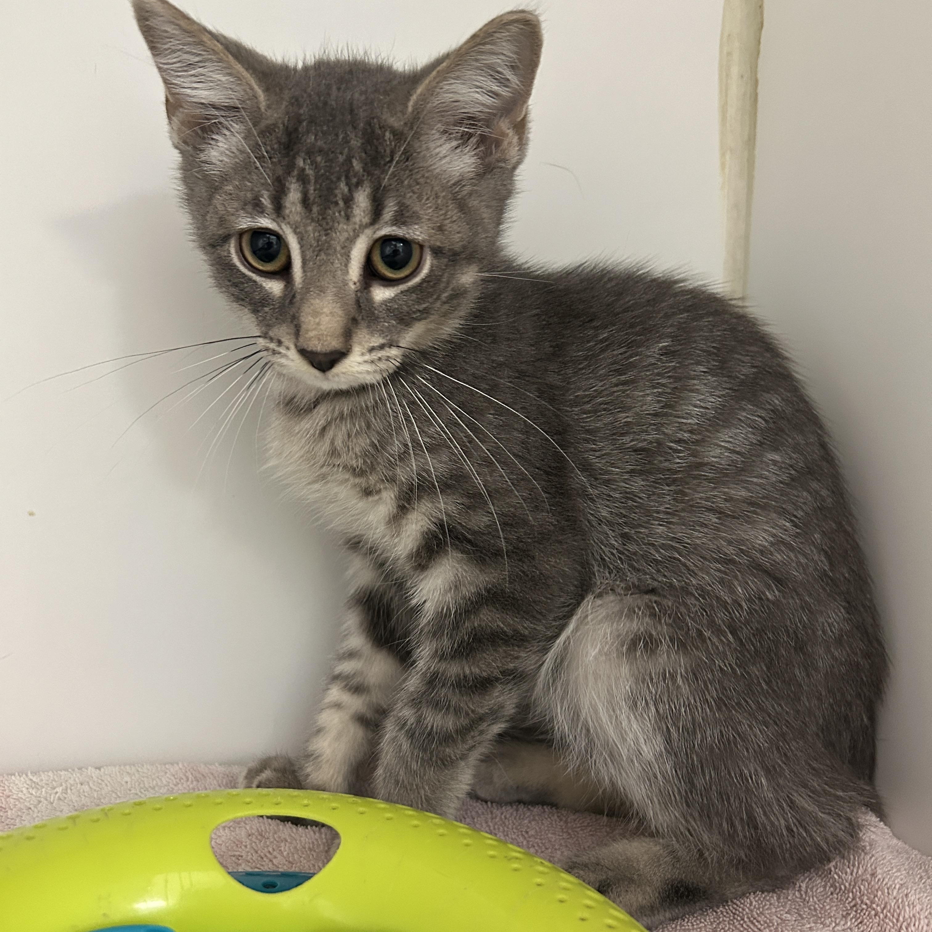 Mockingjay 2 of 4, Baby Male Domestic Short Hair