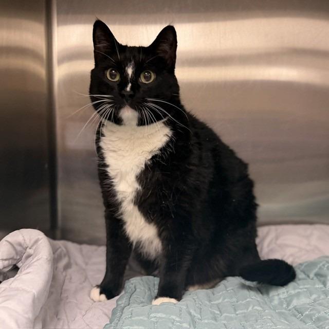 Little One, Adoptable, Adult Female Domestic Short Hair & Domestic Short Hair.