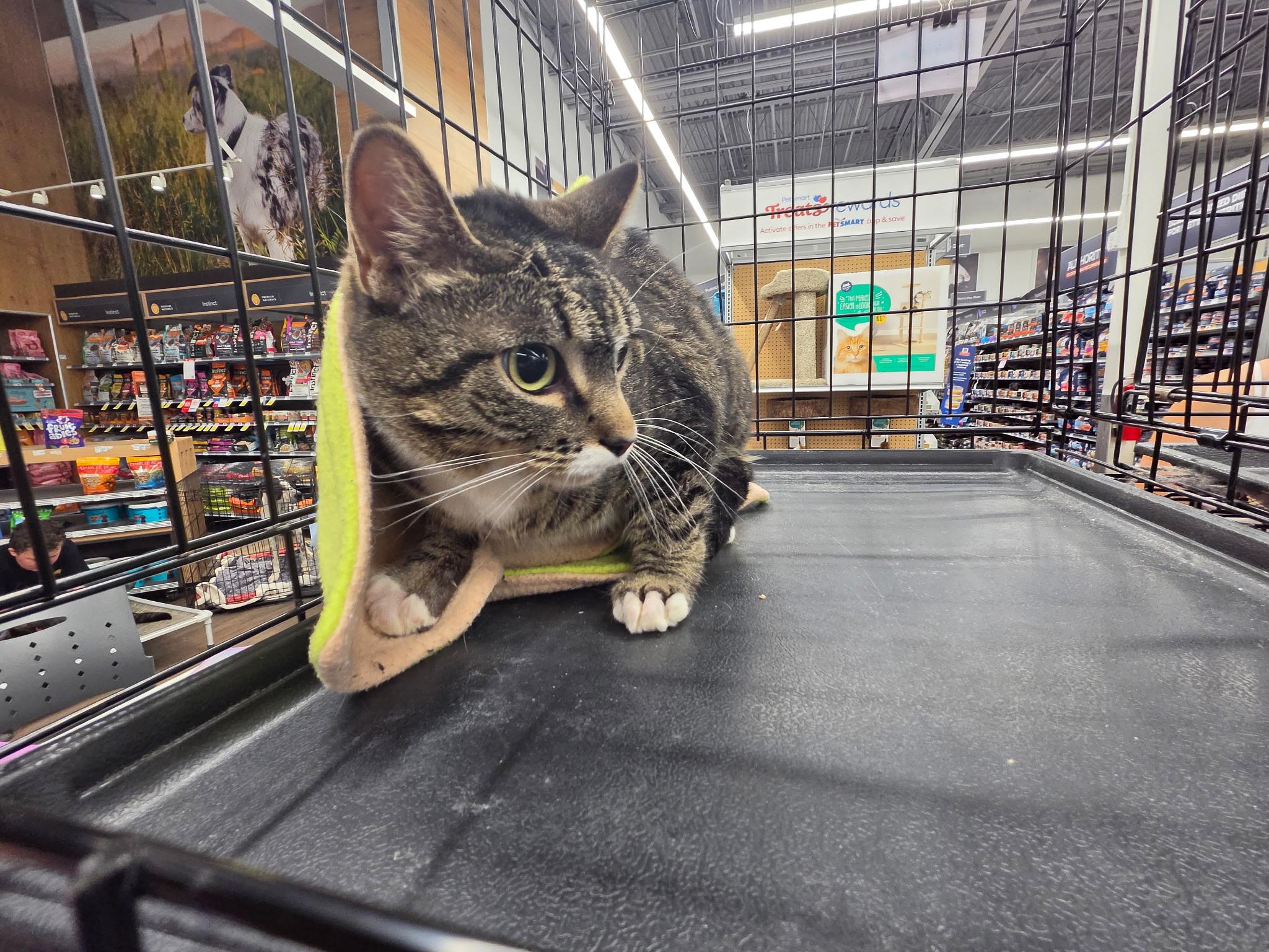 Danish, a ADOPTABLE Domestic Short Hair in Pocatello, ID image 2/6