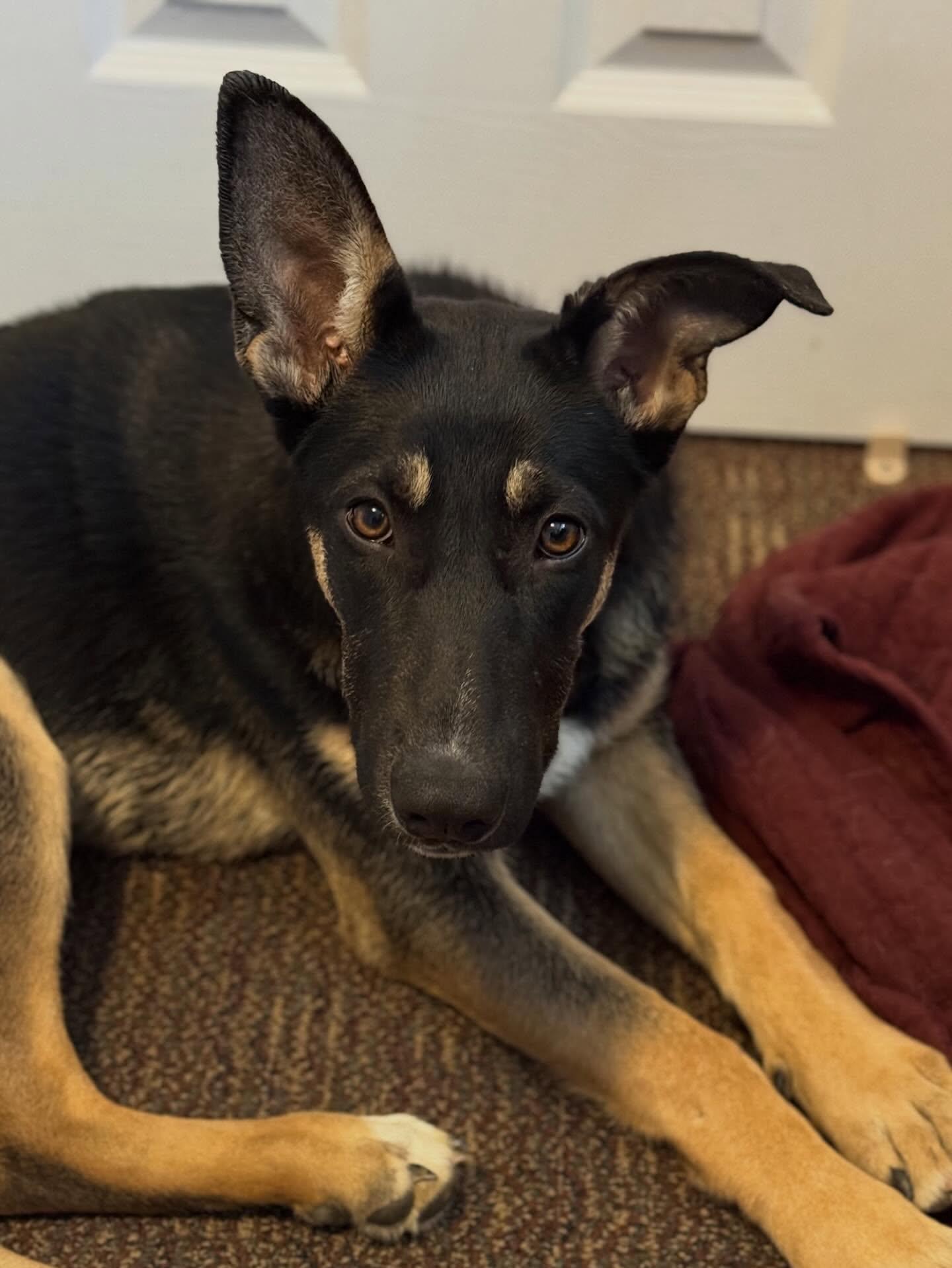 Bonnie Bleu, Adoptable, Puppy Female German Shepherd Dog.