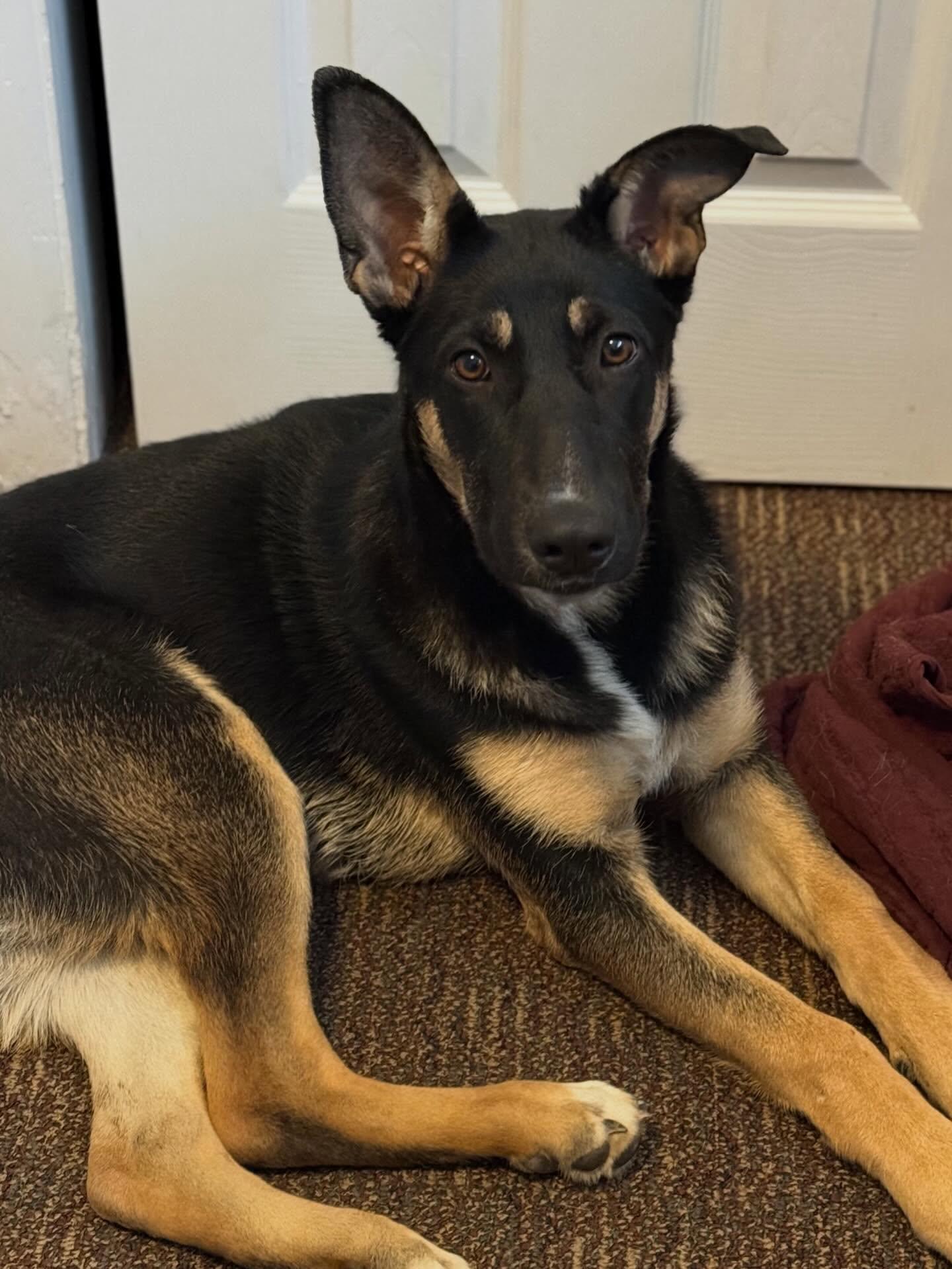 Enlarge Bonnie Bleu, a Adoptable German Shepherd Dog in Lakewood, CO image 2/3