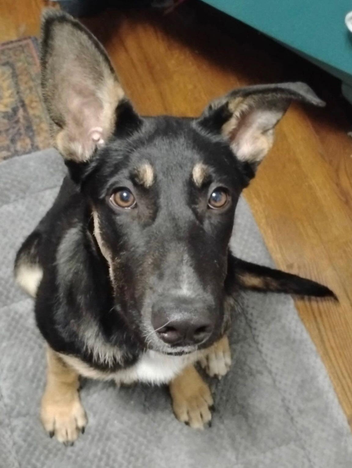 Enlarge Bonnie Bleu, a Adoptable German Shepherd Dog in Lakewood, CO image 3/3