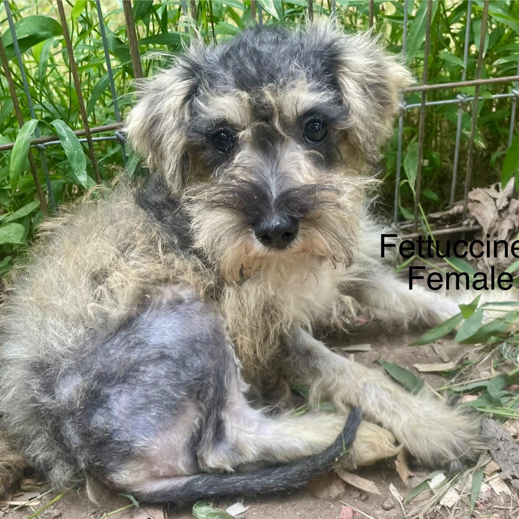 Enlarge Schnauzer Puppies, a ADOPTABLE mixed breed in High View, WV image 2/5