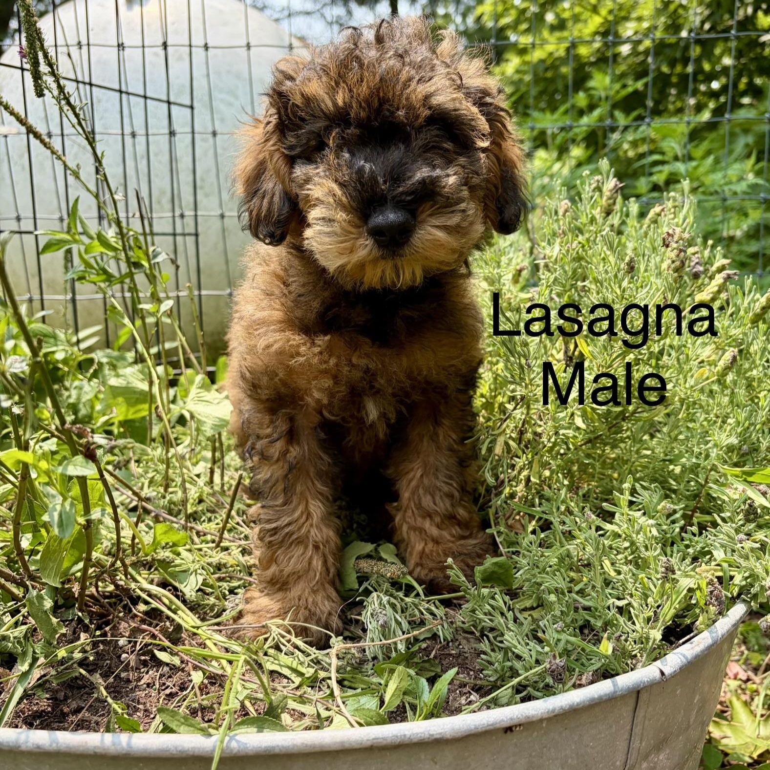 Schnauzer Puppies, ADOPTABLE, Puppy Male Miniature Schnauzer & Miniature Poodle.