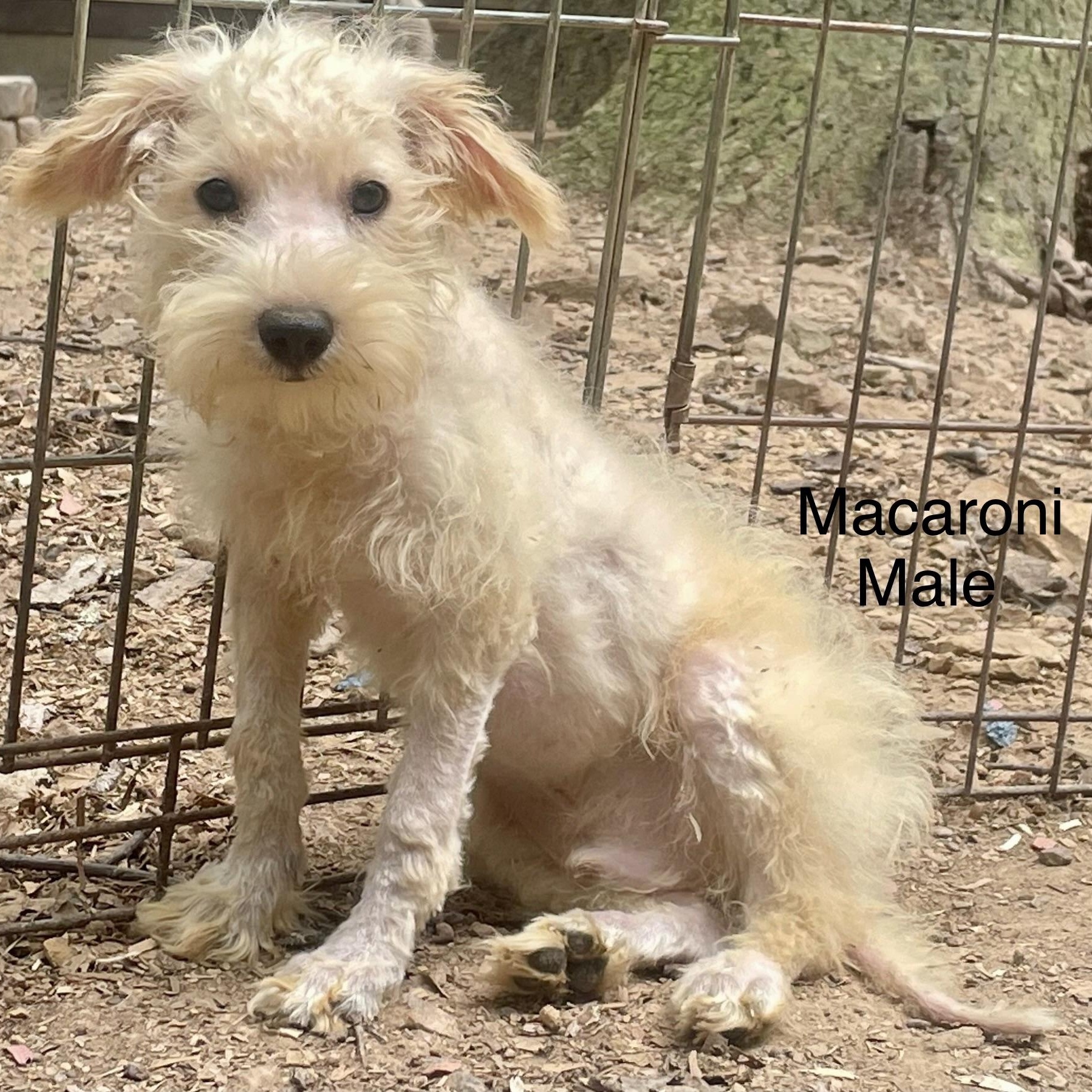 Enlarge Schnauzer Puppies, a ADOPTABLE mixed breed in High View, WV image 5/5