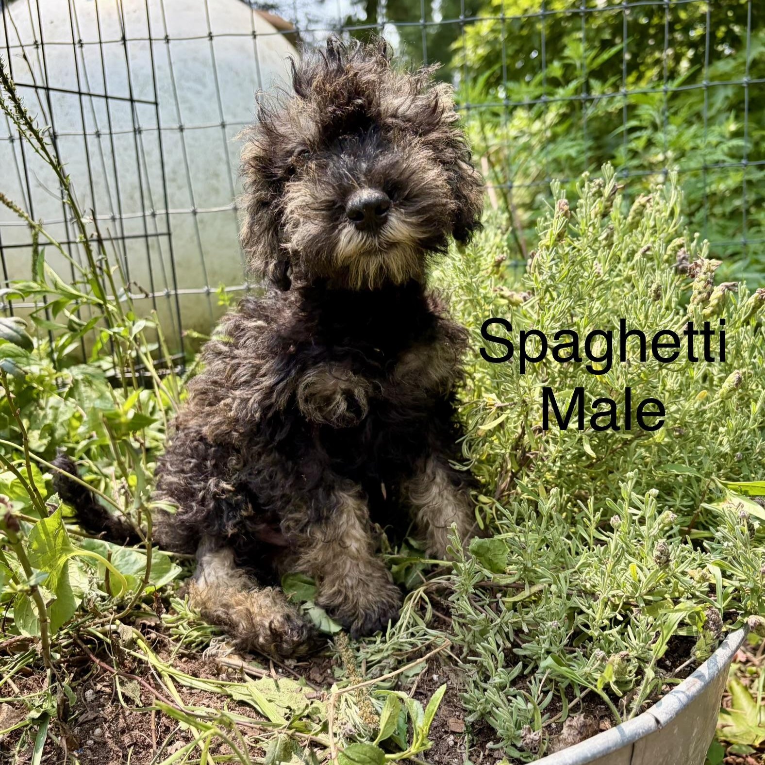 Enlarge Schnauzer Puppies, a ADOPTABLE mixed breed in High View, WV image 3/5