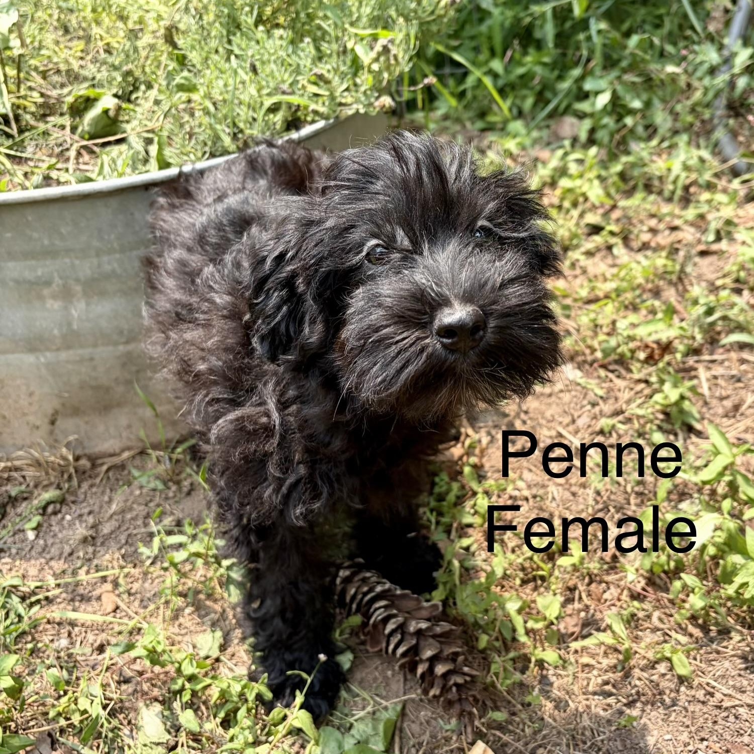 Enlarge Schnauzer Puppies, a ADOPTABLE mixed breed in High View, WV image 4/5