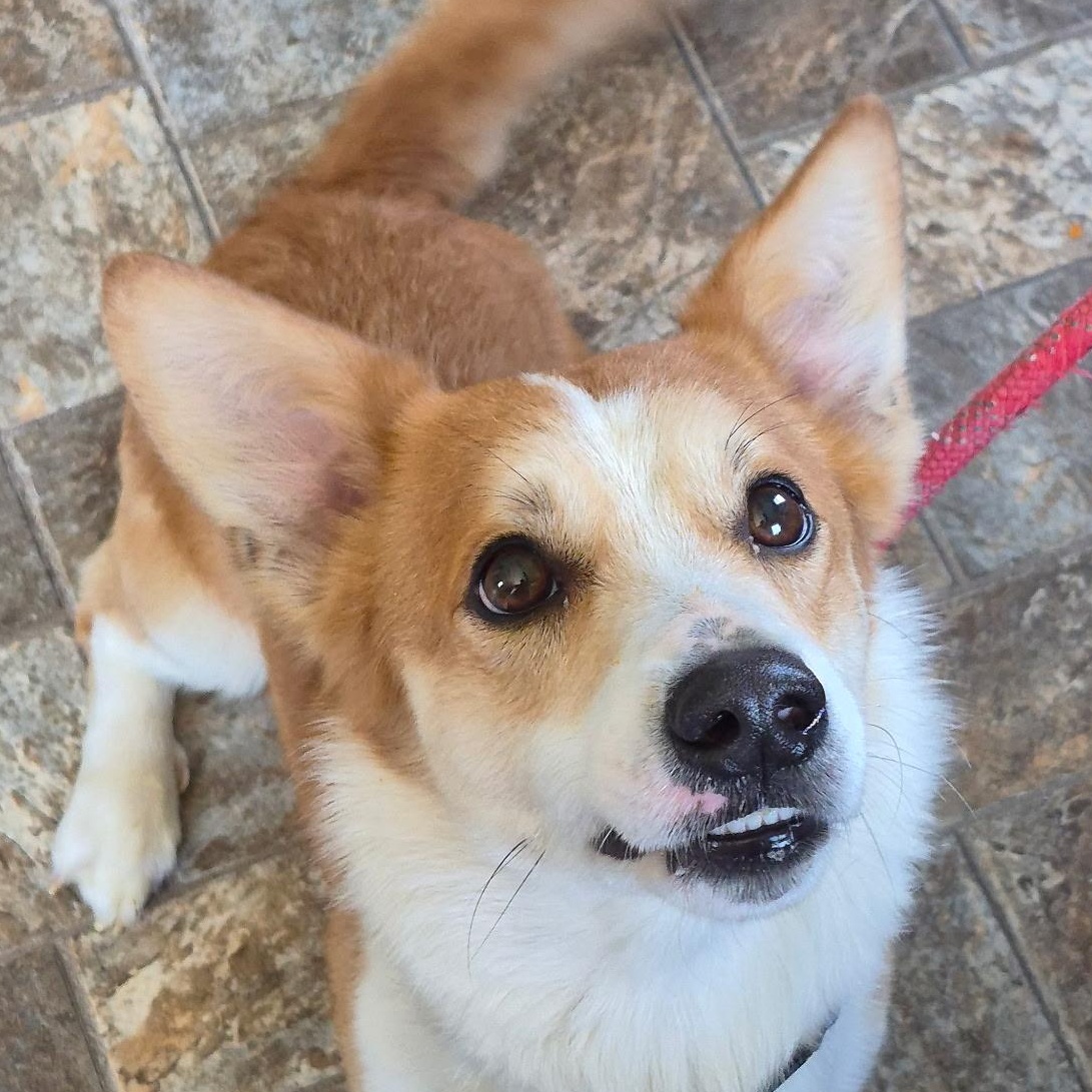 Enlarge Todd, an adopted Cardigan Welsh Corgi in Anderson, IN image 1/2