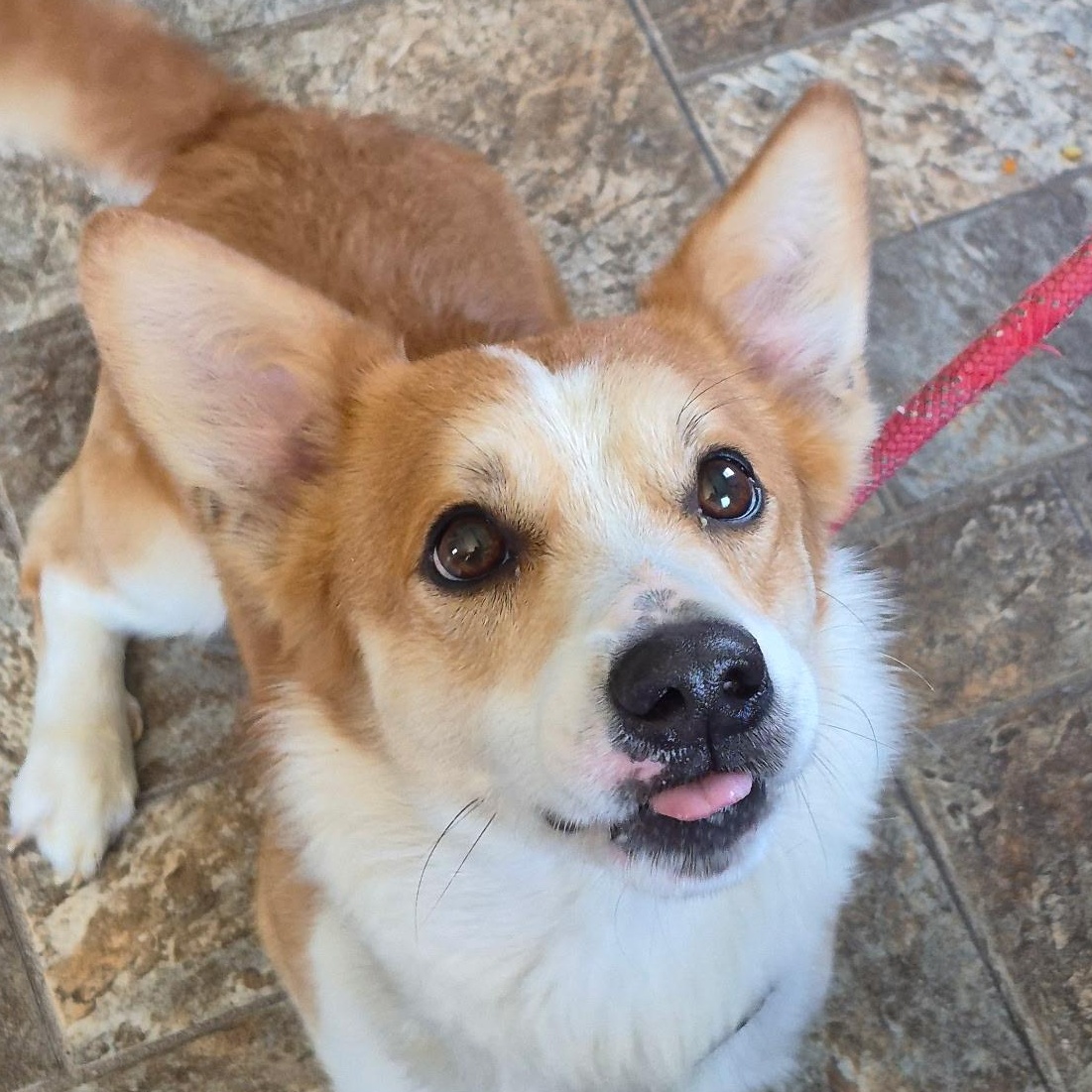 Enlarge Todd, an adopted Cardigan Welsh Corgi in Anderson, IN image 2/2