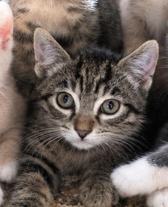 Polenta, adopted, Young Male Domestic Short Hair.