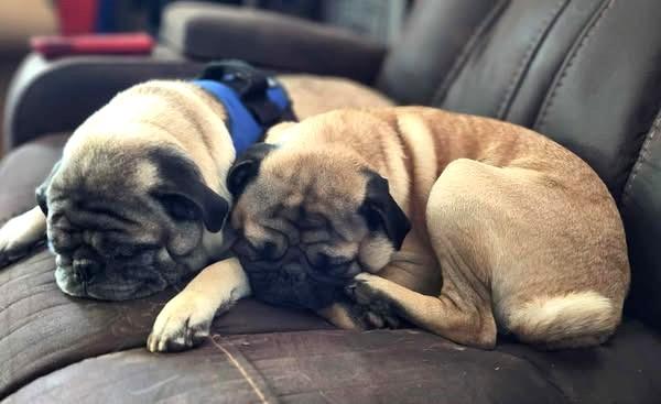 Charlie & Yoda