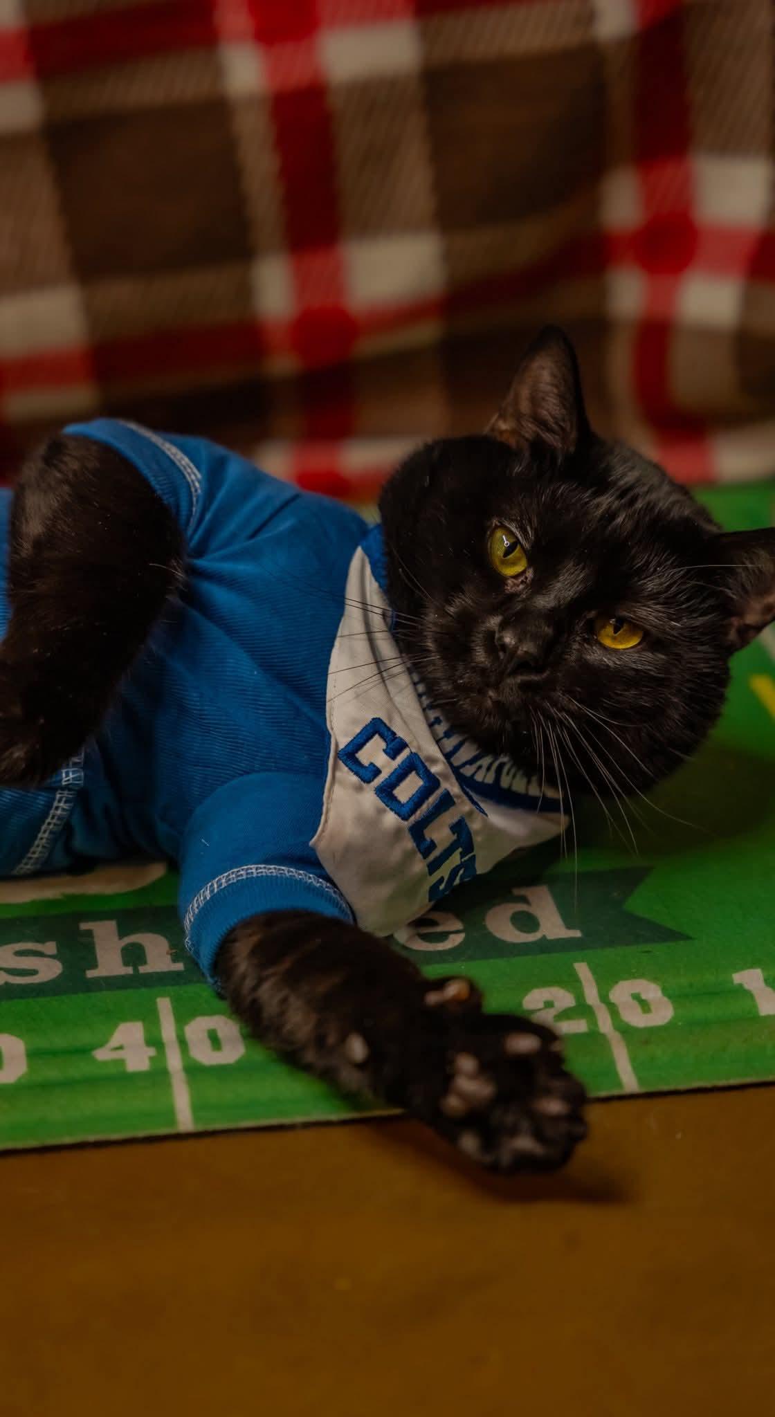 Low Key, Adoptable, Adult Male Domestic Short Hair.