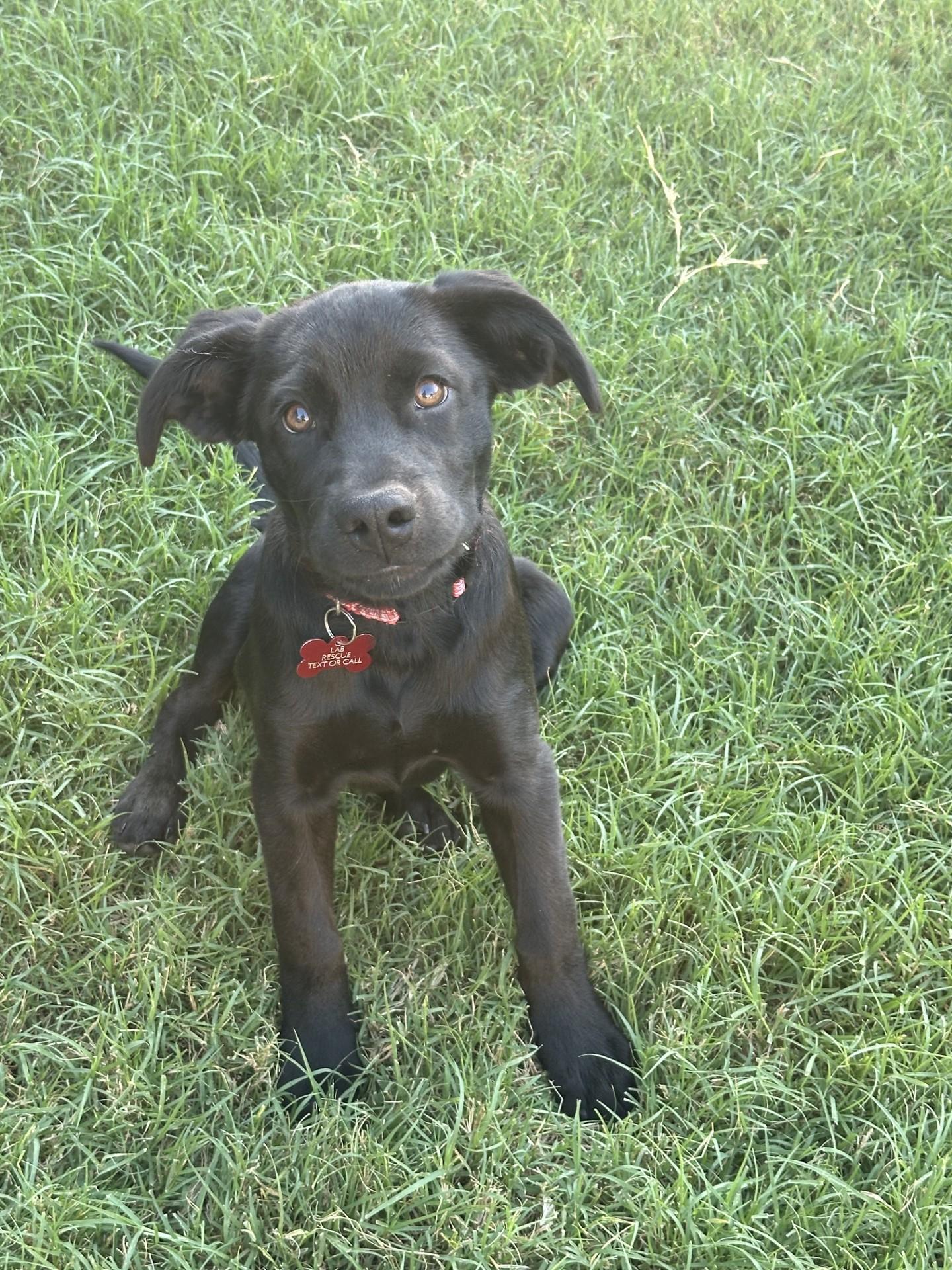 ROSEY, ADOPTABLE, Puppy Female Labrador Retriever.