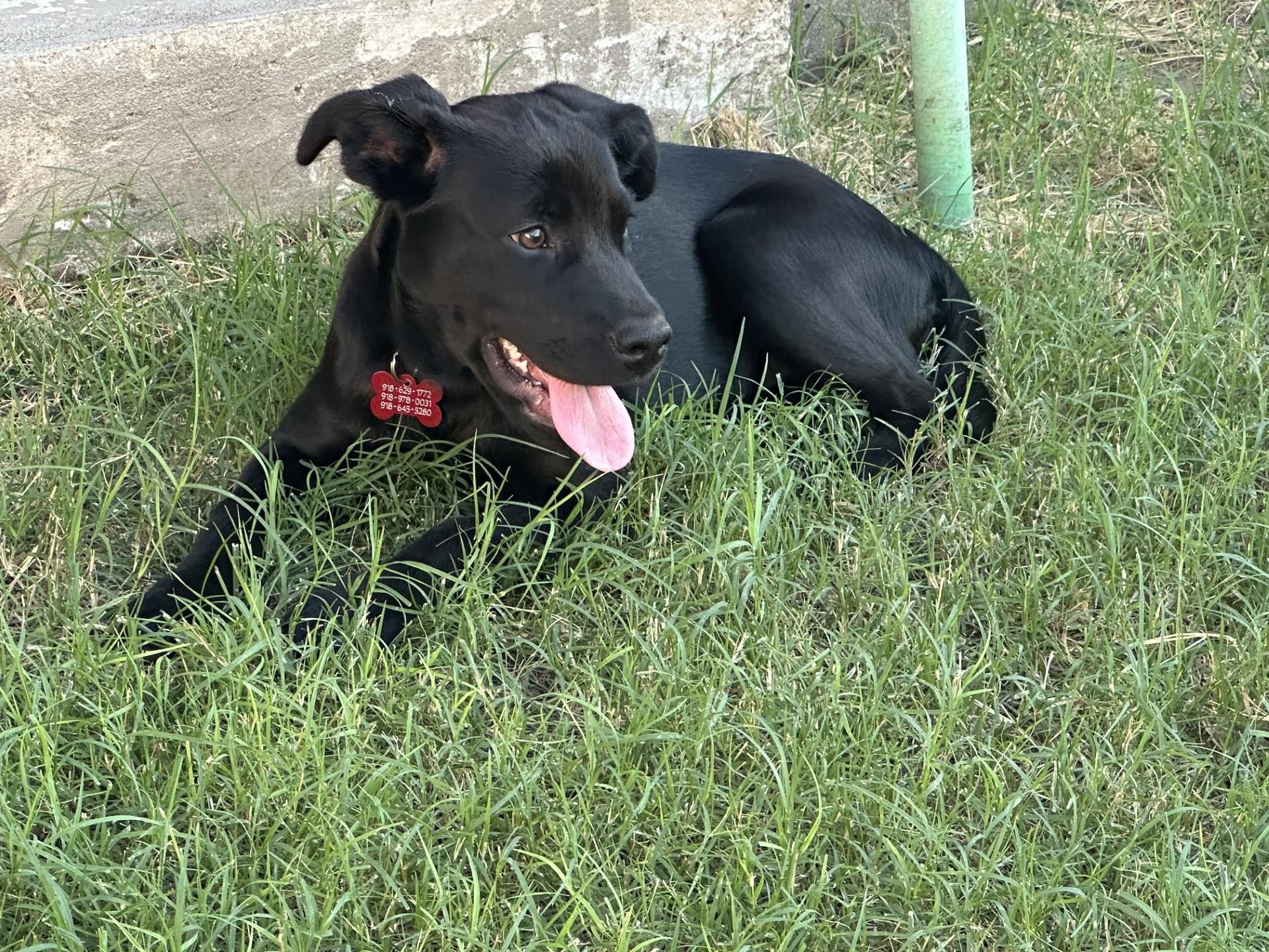 Enlarge ROSEY, a ADOPTABLE mixed breed in Broken Arrow, OK image 4/5