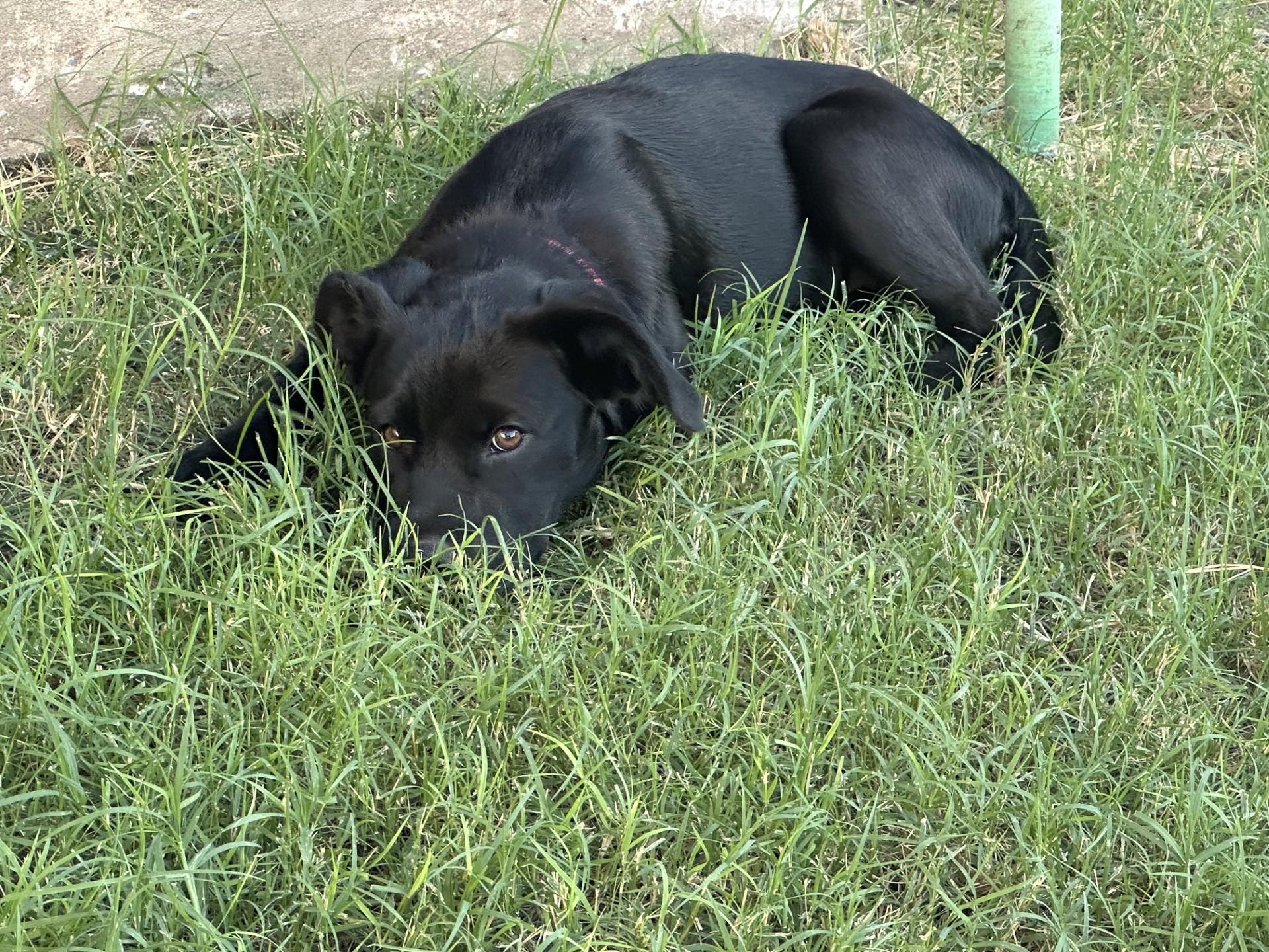 Enlarge ROSEY, a ADOPTABLE mixed breed in Broken Arrow, OK image 5/5