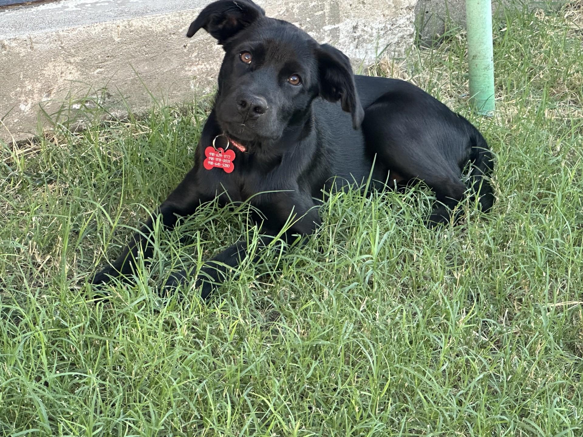 Enlarge ROSEY, a ADOPTABLE mixed breed in Broken Arrow, OK image 3/5