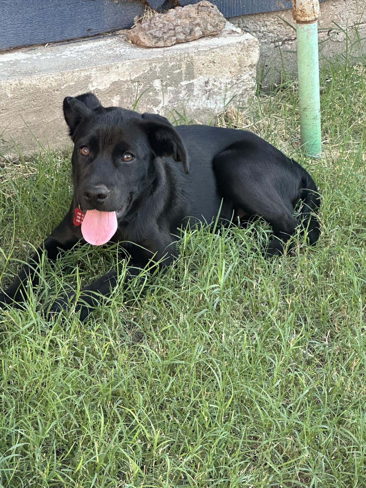 Enlarge ROSEY, a ADOPTABLE mixed breed in Broken Arrow, OK image 2/5