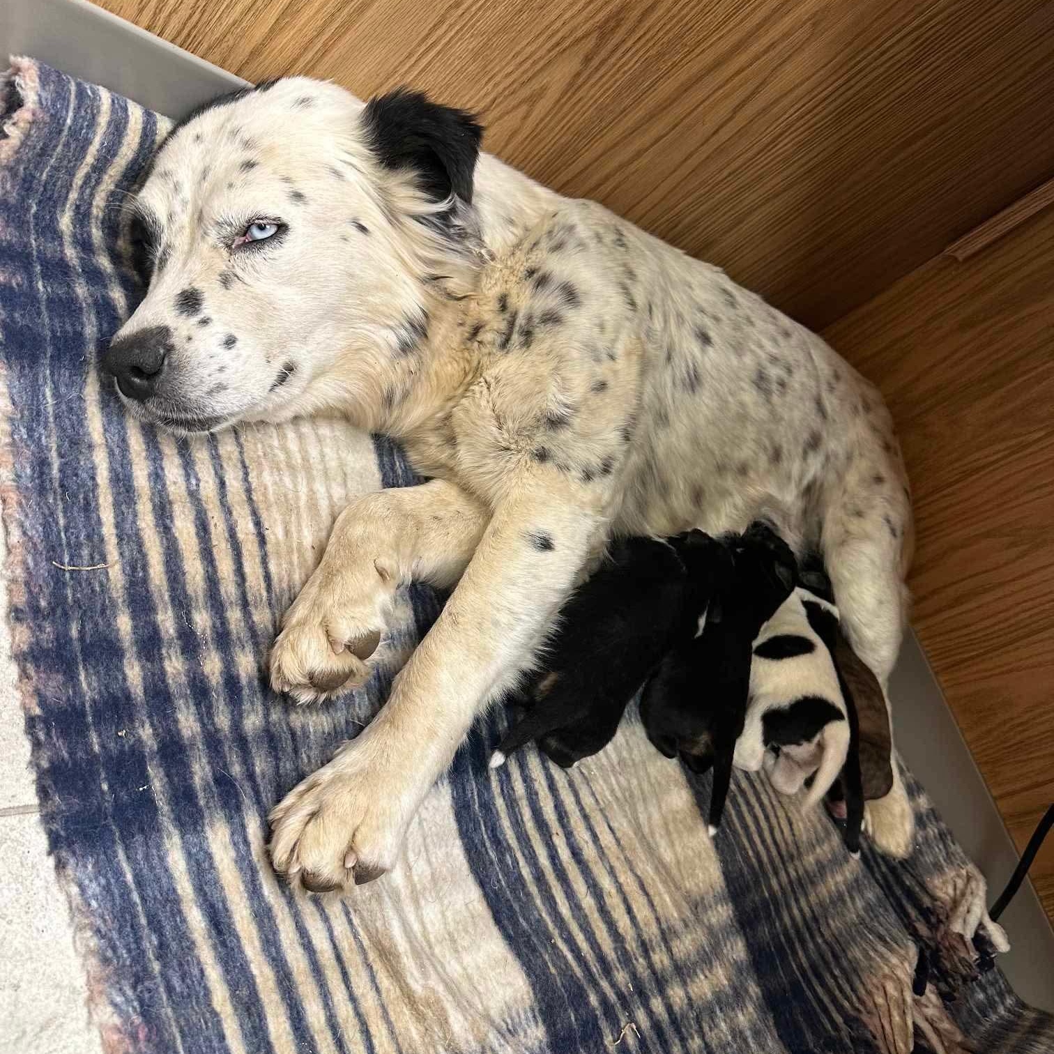 Enlarge Marta, a ADOPTABLE mixed breed in Glenolden, PA image 4/6