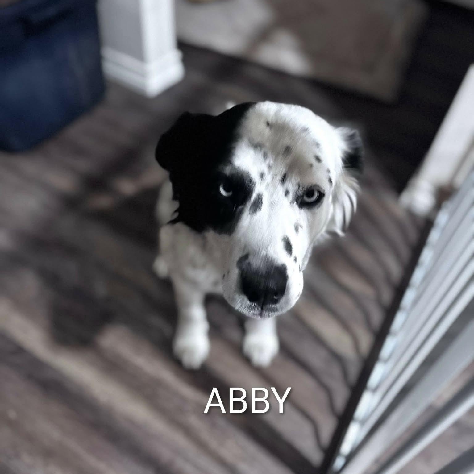 Enlarge Marta, a ADOPTABLE mixed breed in Glenolden, PA image 6/6