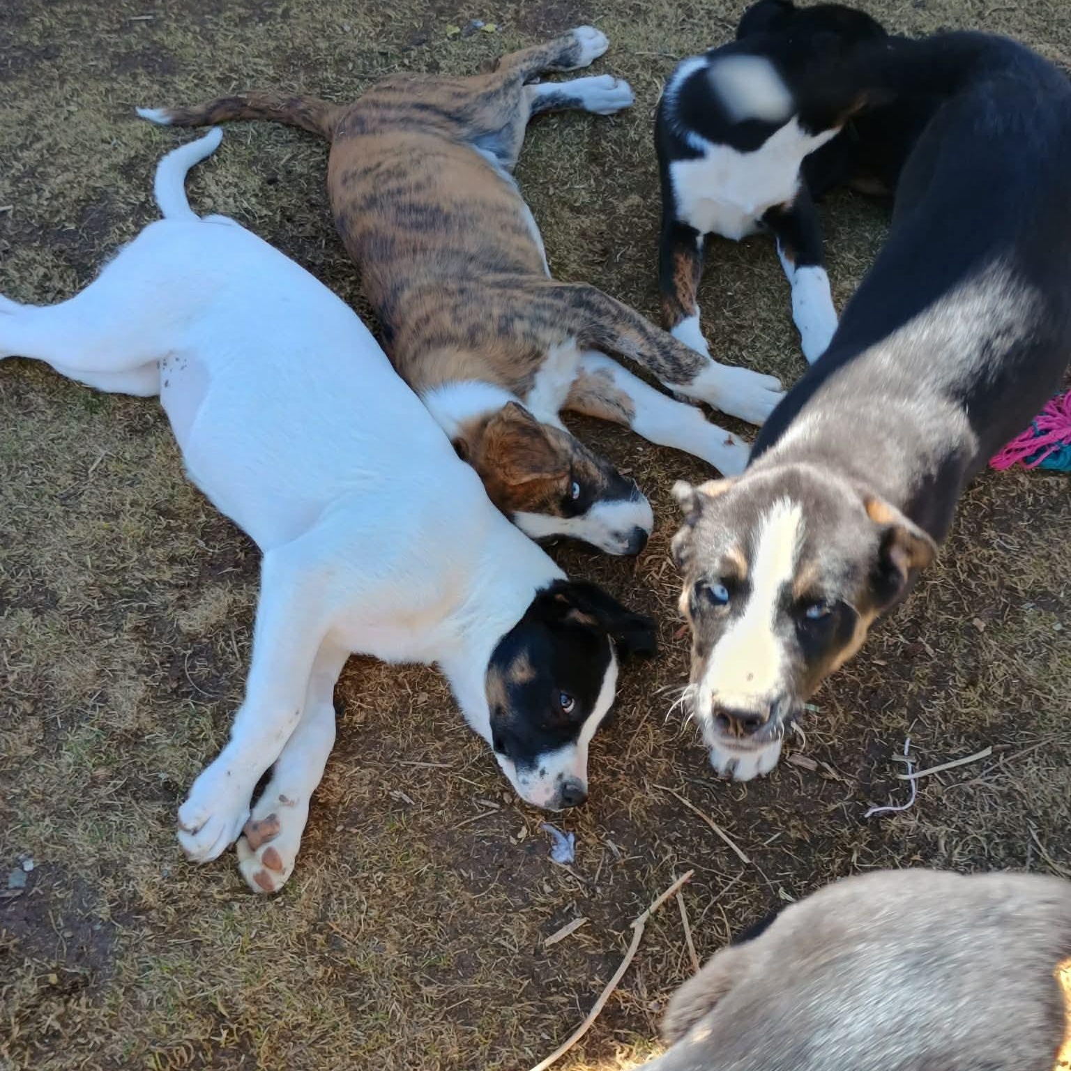 Enlarge Marta, a ADOPTABLE mixed breed in Glenolden, PA image 2/6