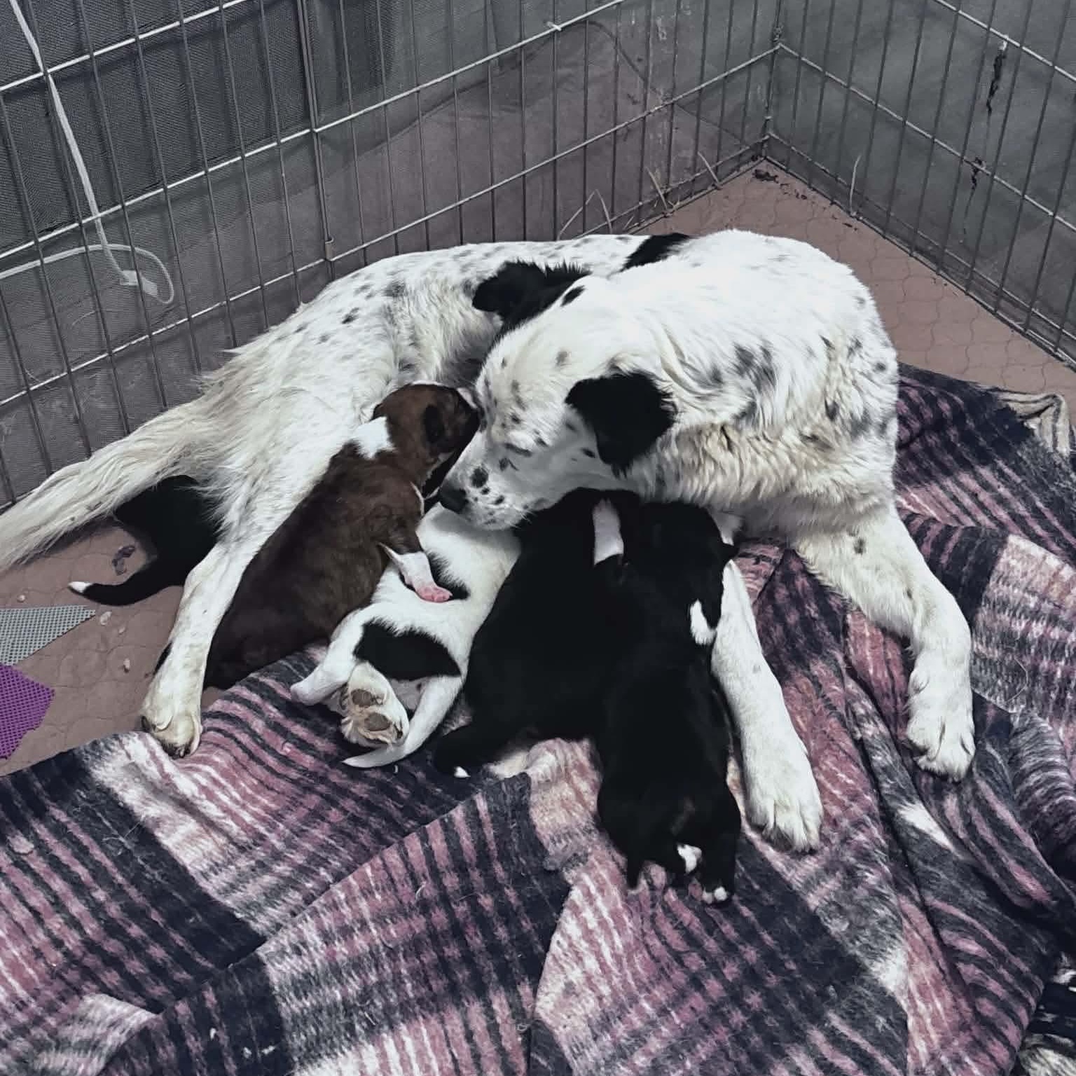 Enlarge Marta, a ADOPTABLE mixed breed in Glenolden, PA image 5/6