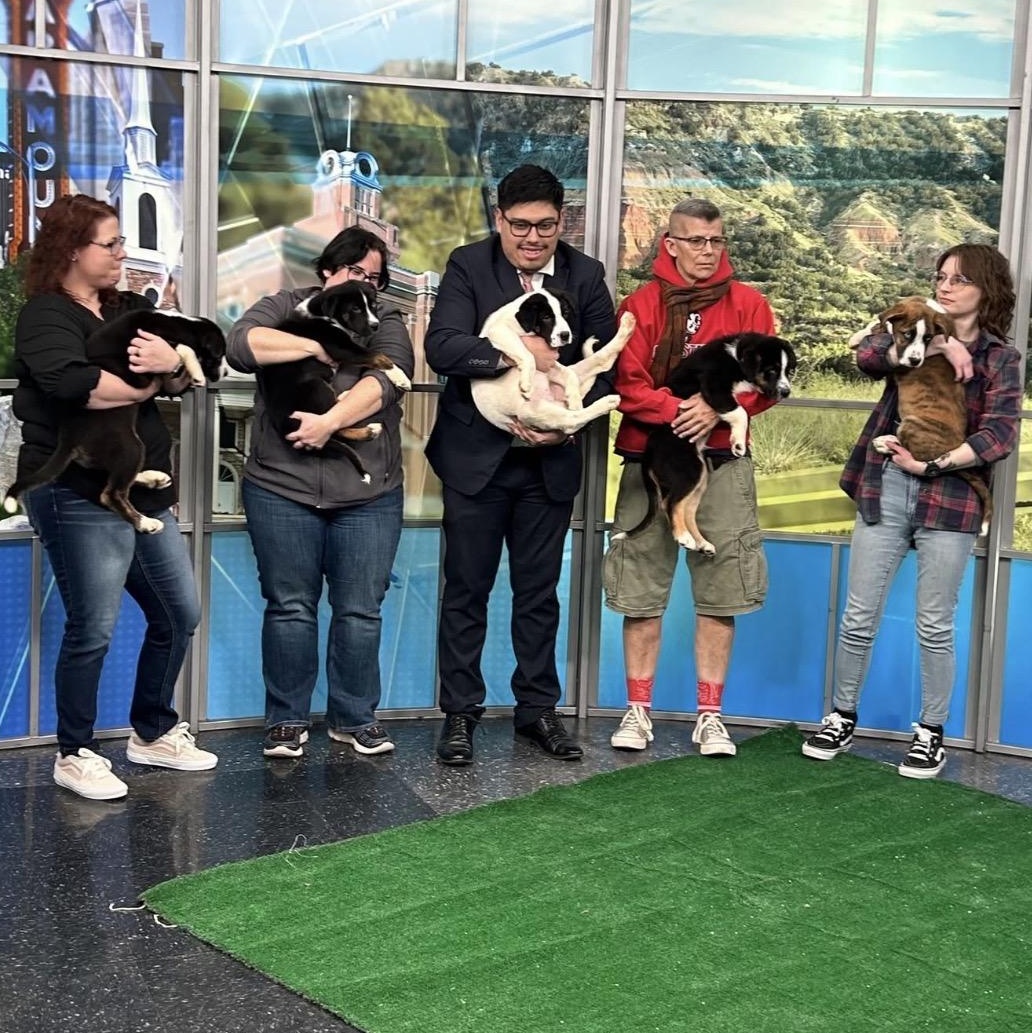 Enlarge Marta, a ADOPTABLE mixed breed in Glenolden, PA image 3/6