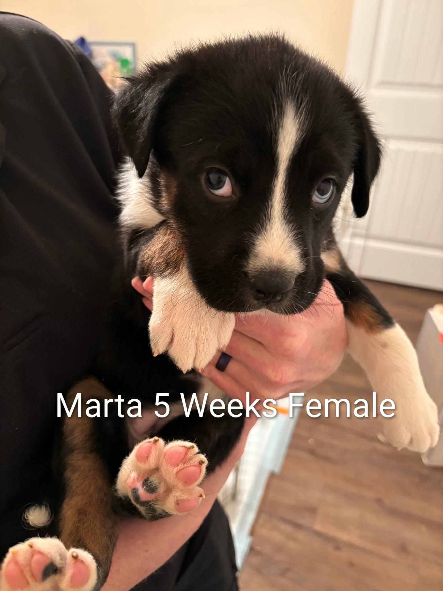 Marta, ADOPTABLE, Puppy Female Border Collie & German Shepherd Dog.