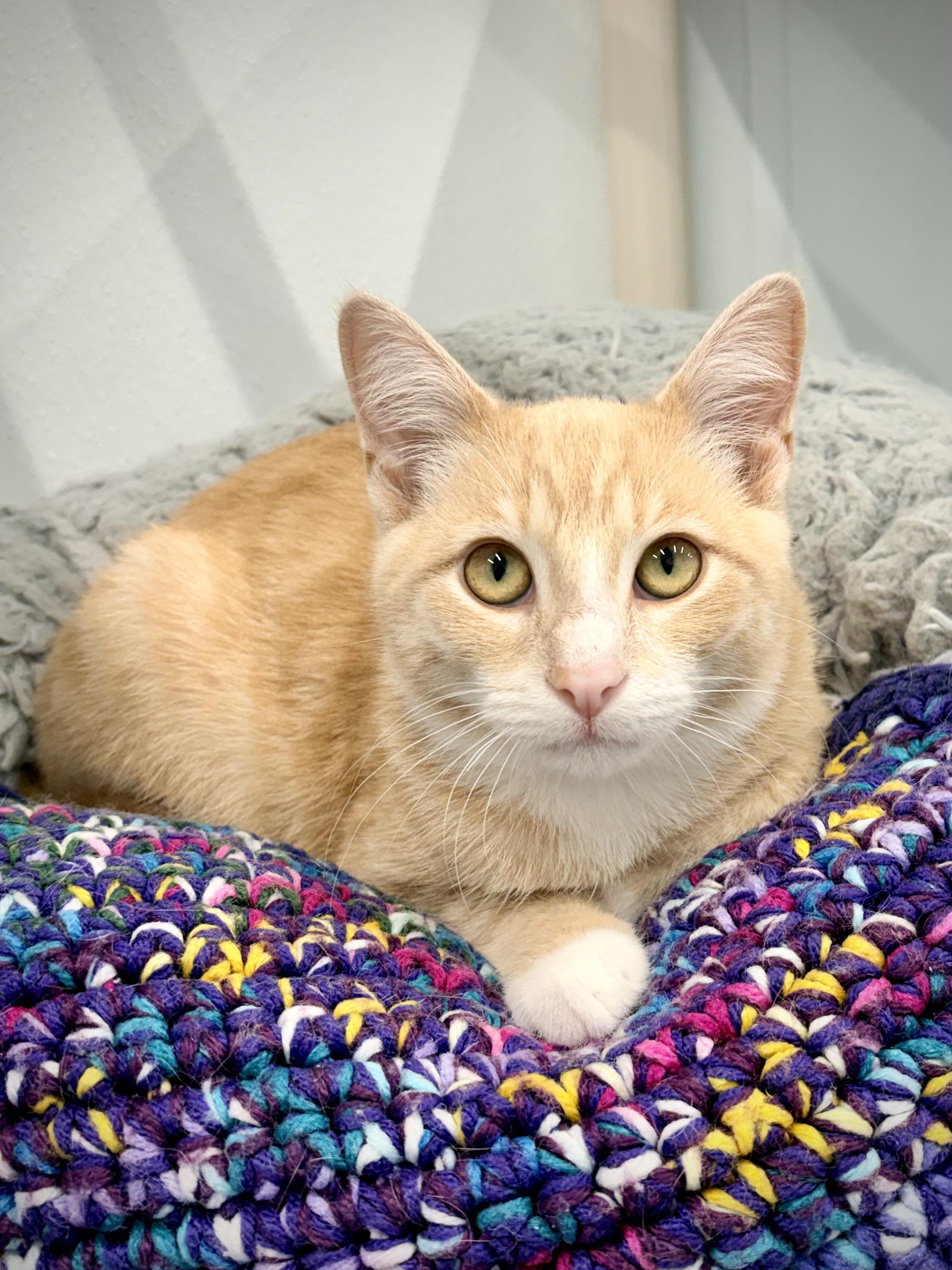 Enlarge Alex, a Adoptable Domestic Short Hair in Kalamazoo, MI image 2/4