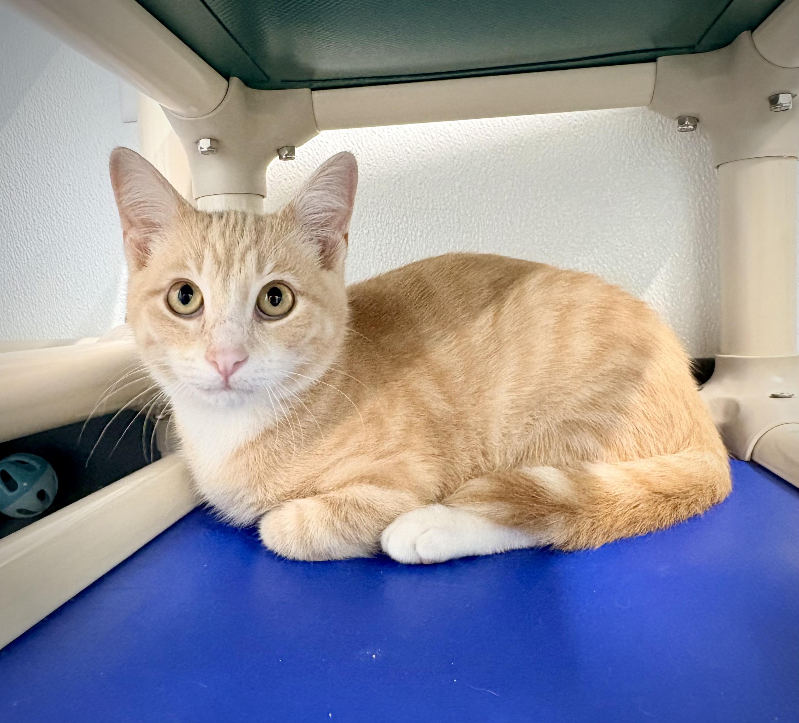 Alex, Adoptable, Kitten Male Domestic Short Hair.