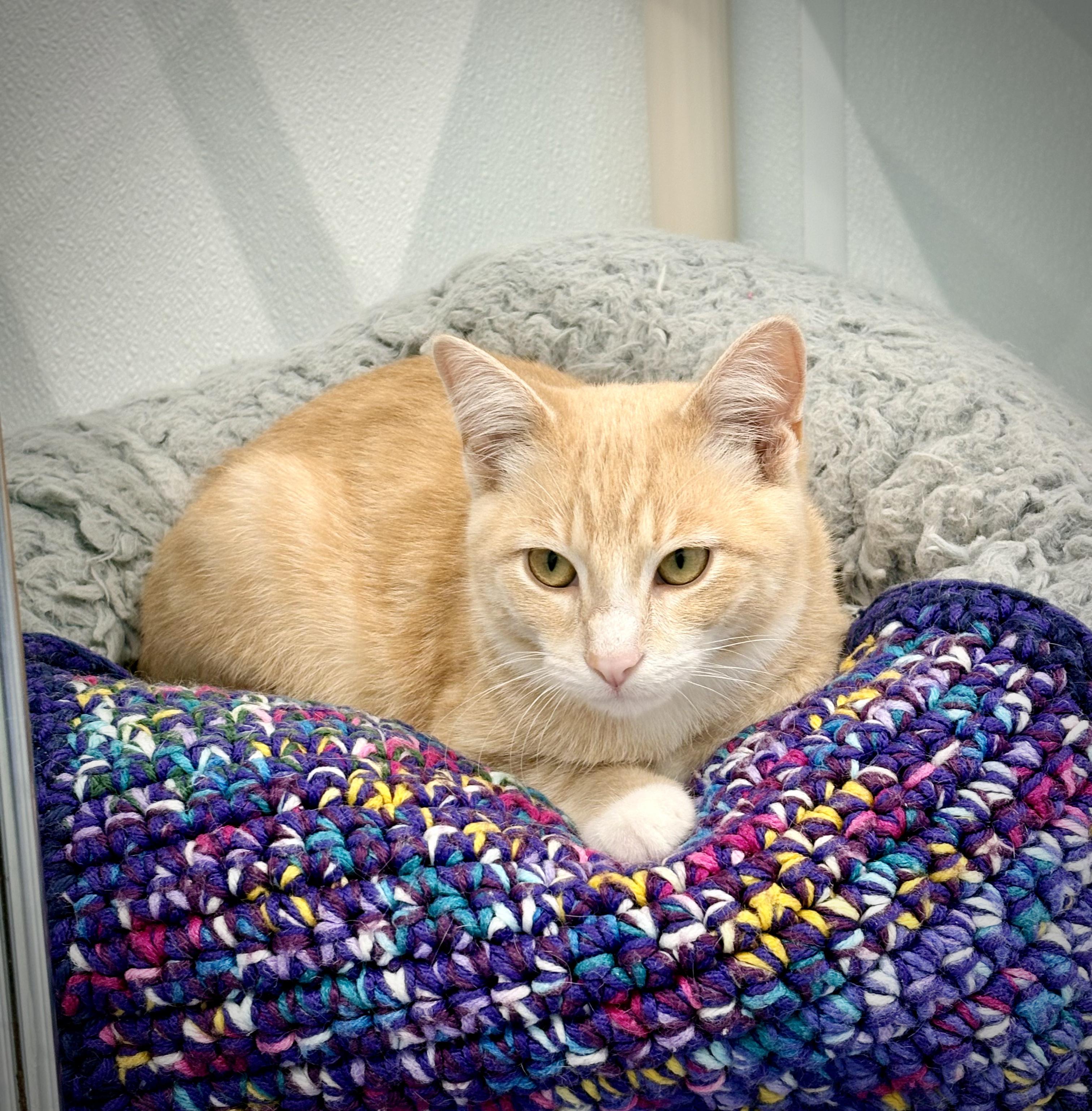 Enlarge Alex, a Adoptable Domestic Short Hair in Kalamazoo, MI image 3/4