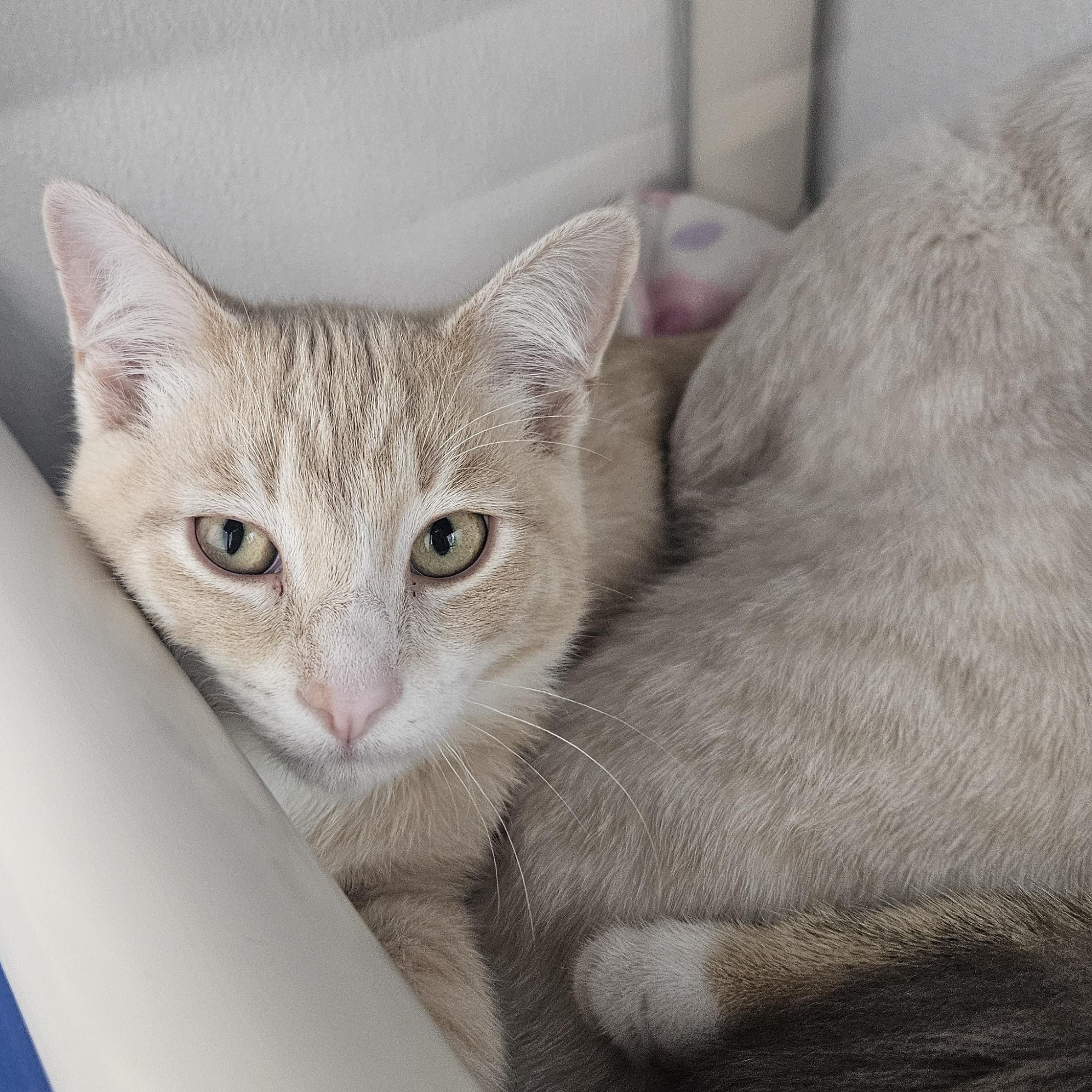 Alex, ADOPTABLE, Kitten Male Domestic Short Hair.