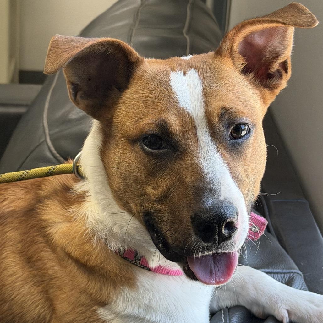 Cordell, a Adoptable mixed breed in Marion, VA image 1/3