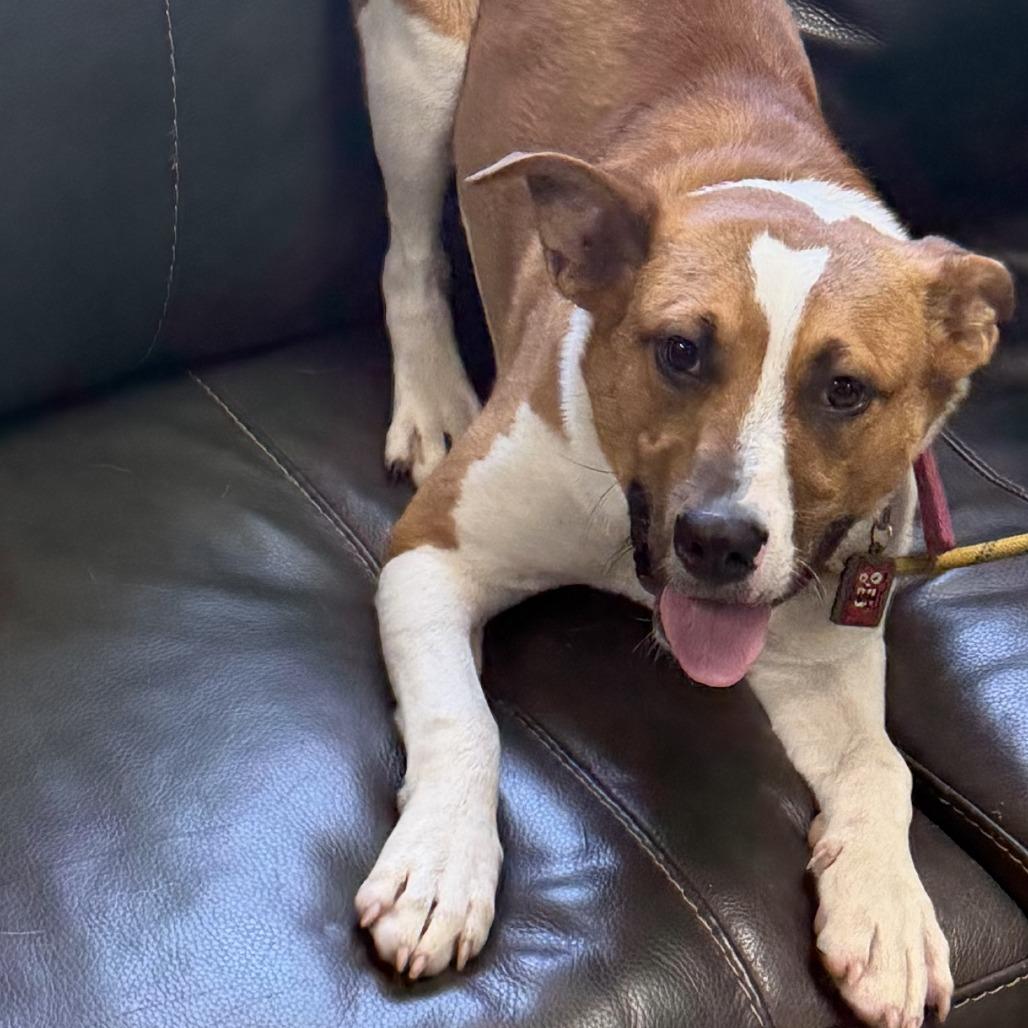 Cordell, a Adoptable mixed breed in Marion, VA image 2/3