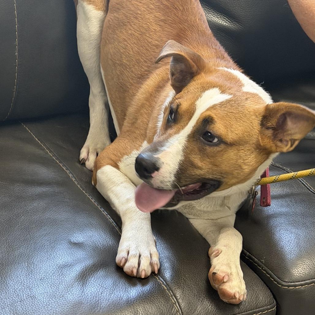 Cordell, a Adoptable mixed breed in Marion, VA image 3/3