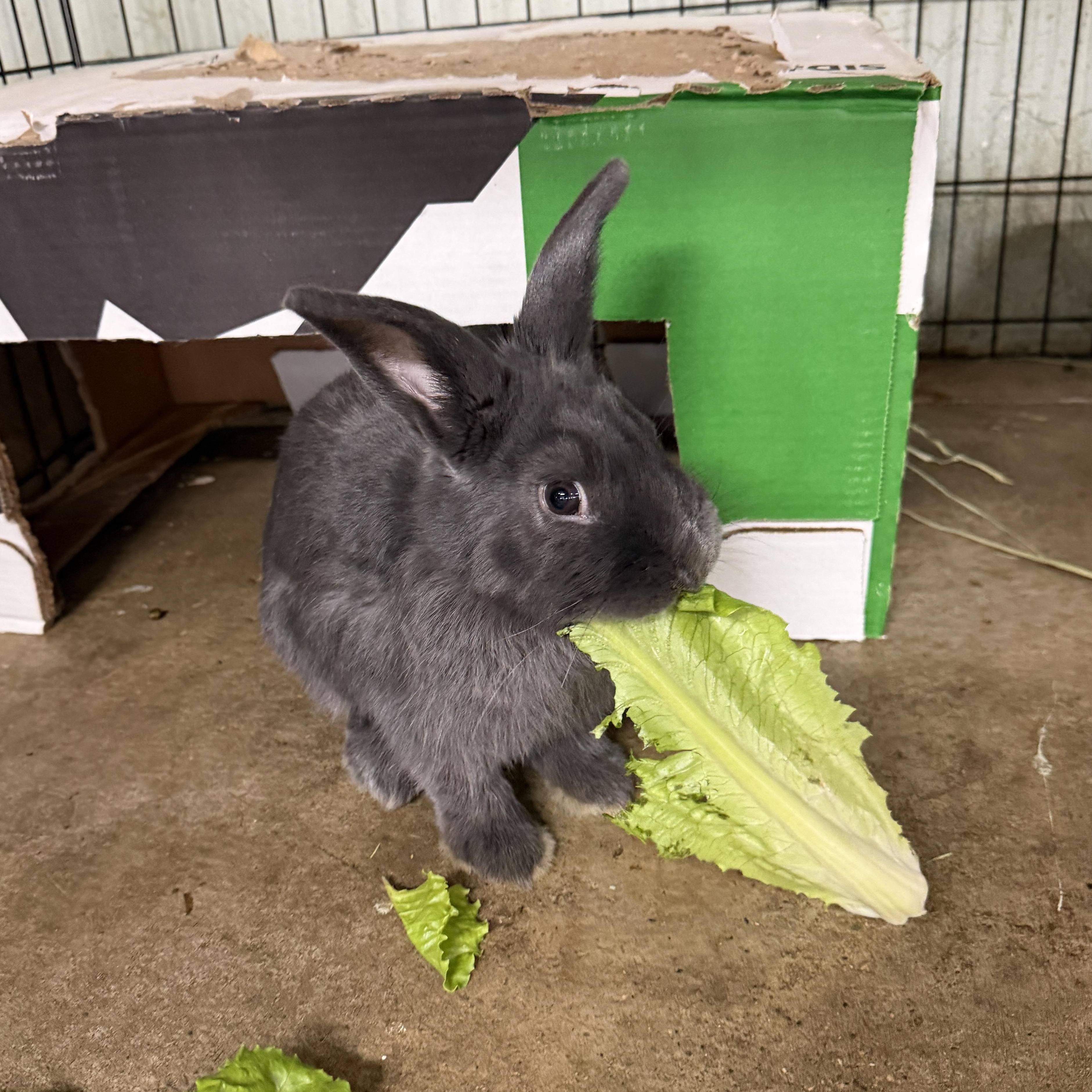 Enlarge Snickers, a Adoptable Bunny Rabbit in LAS VEGAS, NV image 1/1